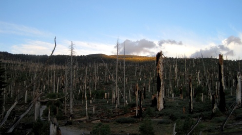 Сожженный лес Burned-forest
